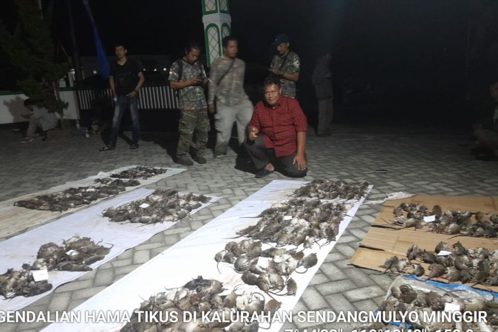 Di Sleman ada lomba menembak tikus, bagaimana&nbsp;caranya